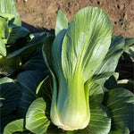 Early Maturity Tender Texture Pak Choi For Sale heirloom non-gmo organic garden seeds