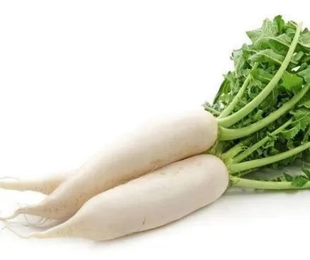 Early Maturity Transportation Resistant Radish For Sowing heirloom non-gmo organic garden seeds