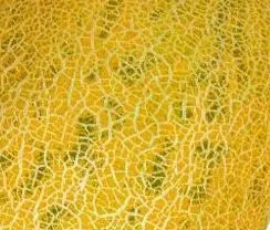 Early Maturity, Vigorous Growth, Disease Resistant Melon . heirloom non-gmo organic garden seeds