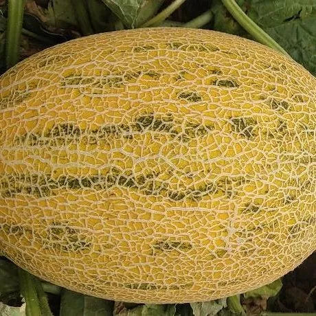 Early Maturity, Vigorous Growth, Disease Resistant Melon . – Heirloom, Non-GMO, High Germination Organic Garden Seeds