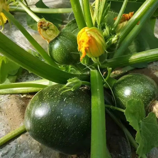 Early Maturity, Vigorous Growth, Disease Resistant Squash heirloom non-gmo organic garden seeds