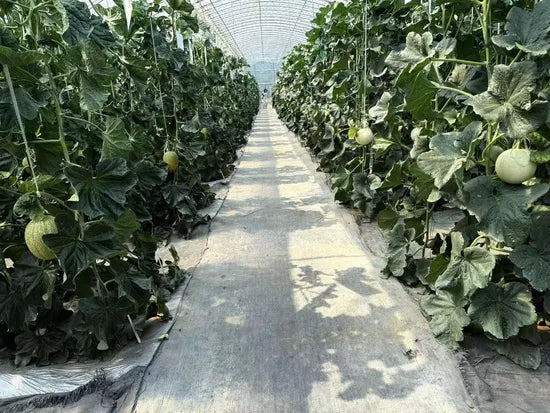 Early Maturity, Wide Adaptability, Disease Resistant Melon heirloom non-gmo organic garden seeds