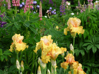 Early to Rise Tall Bearded Iris