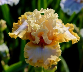 Ease Your Mind Tall Bearded Iris