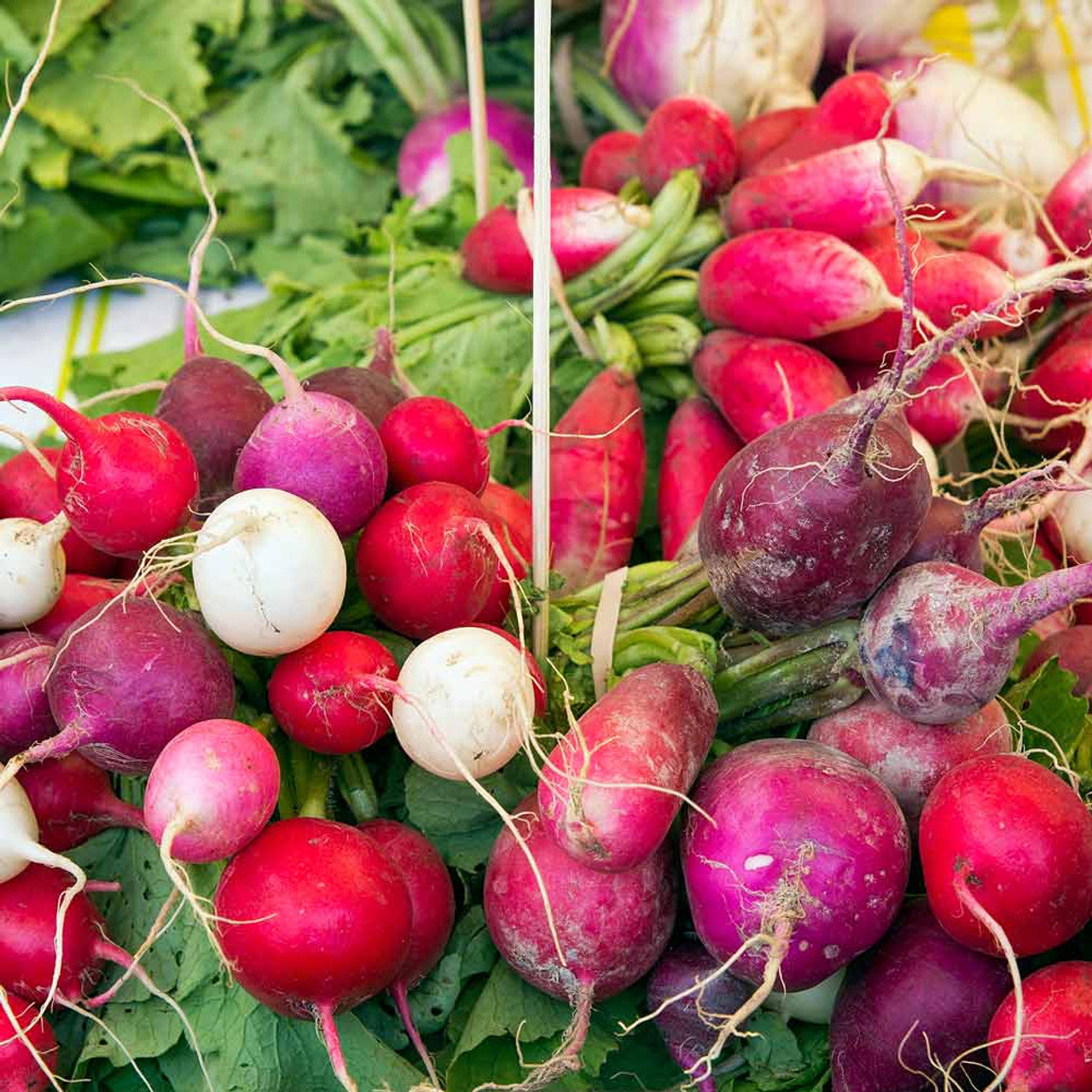 Easter Egg Blend Radish Seeds Heirloom Non-GMO High Germination Organic Garden Seeds