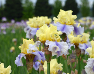 Easter Candy Tall Bearded Iris