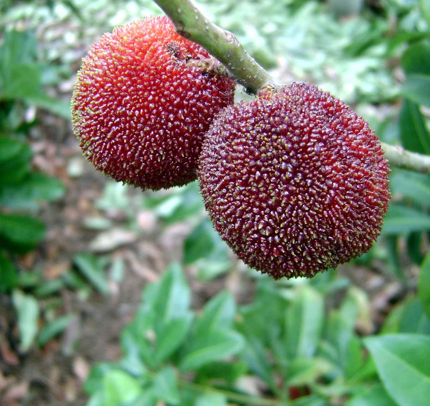 Yangmei Fruit (Myrica rubra / Common Name: Yangmei Fruit)