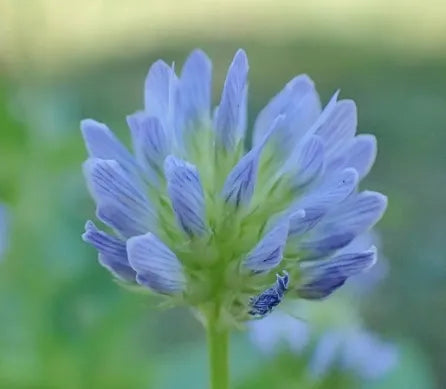 Easy To Maintain Trigonella Caerulea Aromatic – Heirloom, Non-GMO, High Germination Organic Garden Seeds