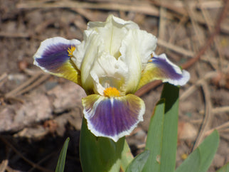 Easy Does It Dwarf Iris