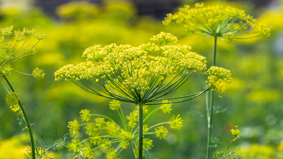 Easy to grow Dill seeds sown directly into a sunny kitchen garden for continuous supply.
