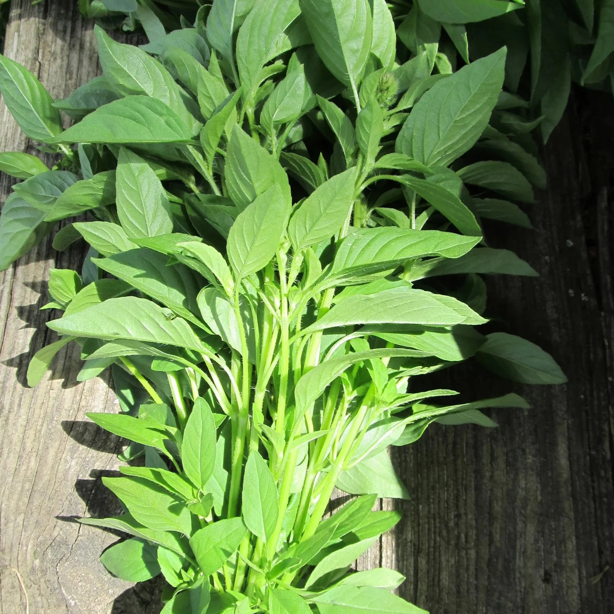 Easy to grow Lemon Basil plant thriving in a sunny urban container garden.
