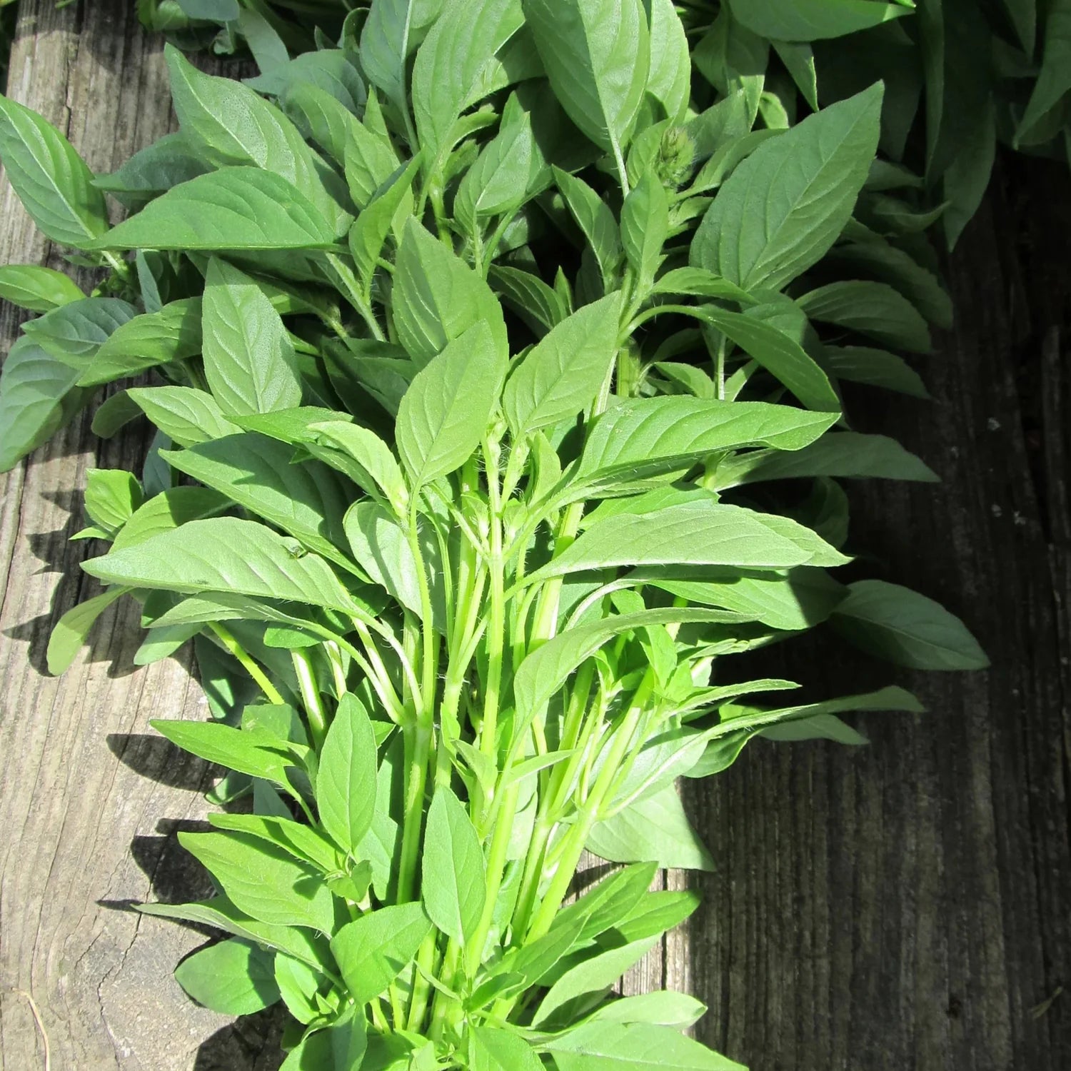 Easy to grow Lemon Basil plant thriving in a sunny urban container garden.