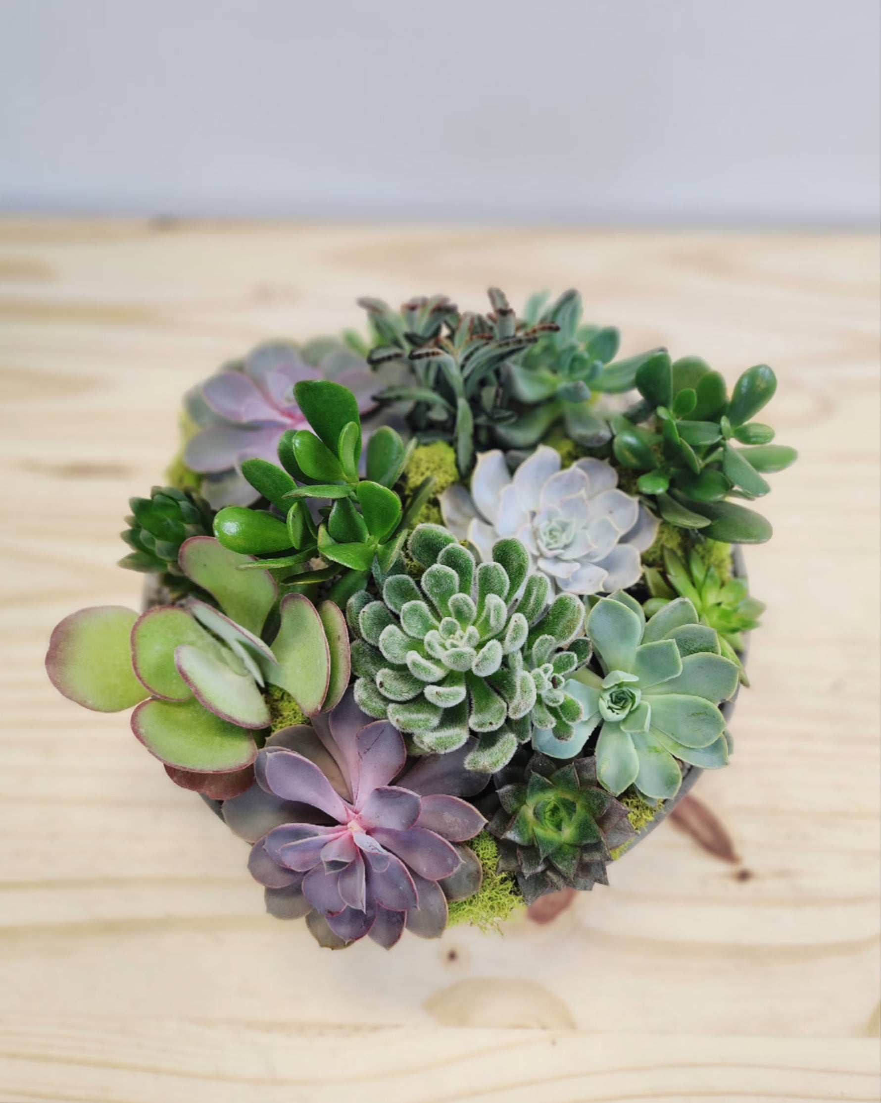 Echeveria Succulent variety growing in an indoor pot