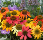 Echinacea Cheyenne Spirit Imported heirloom non-gmo organic garden seeds