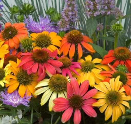 Echinacea Cheyenne Spirit Imported heirloom non-gmo organic garden seeds