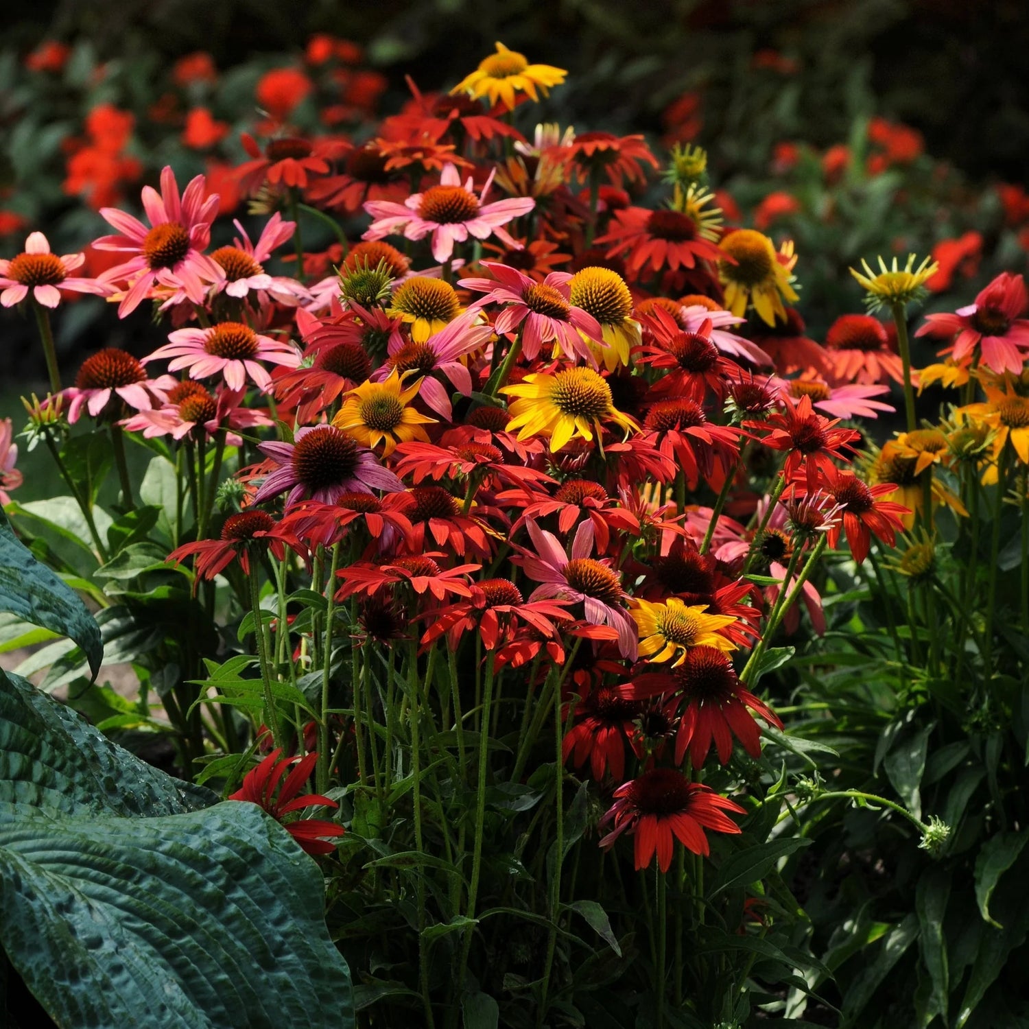 Echinacea Helenium Butterfly Attractor Mix