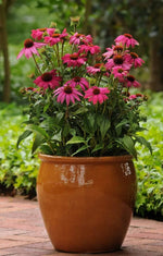 Echinacea Powwow Wild Berry Imported heirloom non-gmo organic garden seeds
