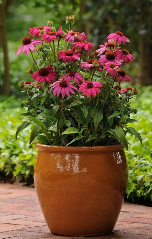 Echinacea Powwow Wild Berry Imported heirloom non-gmo organic garden seeds