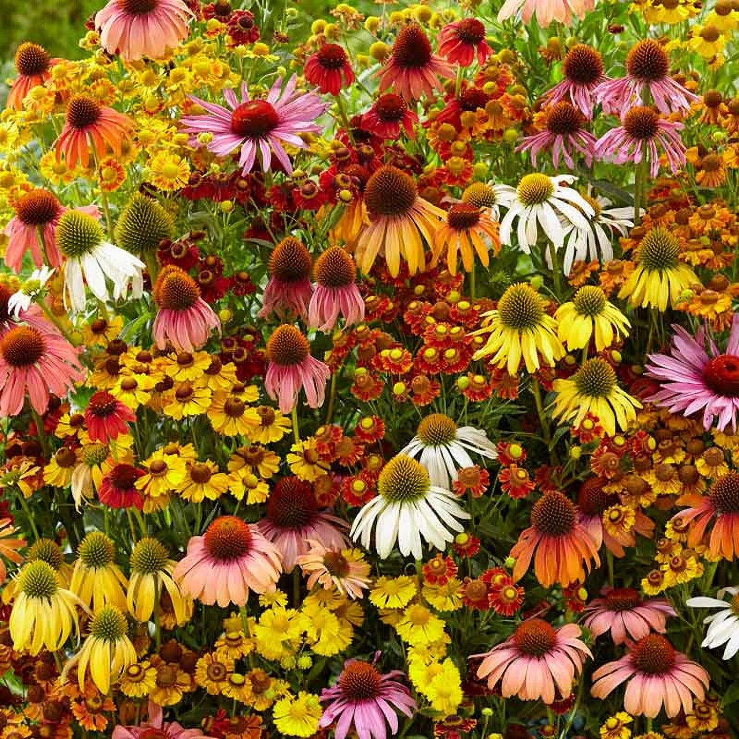 Echinacea Helenium Butterfly Attractor Mix