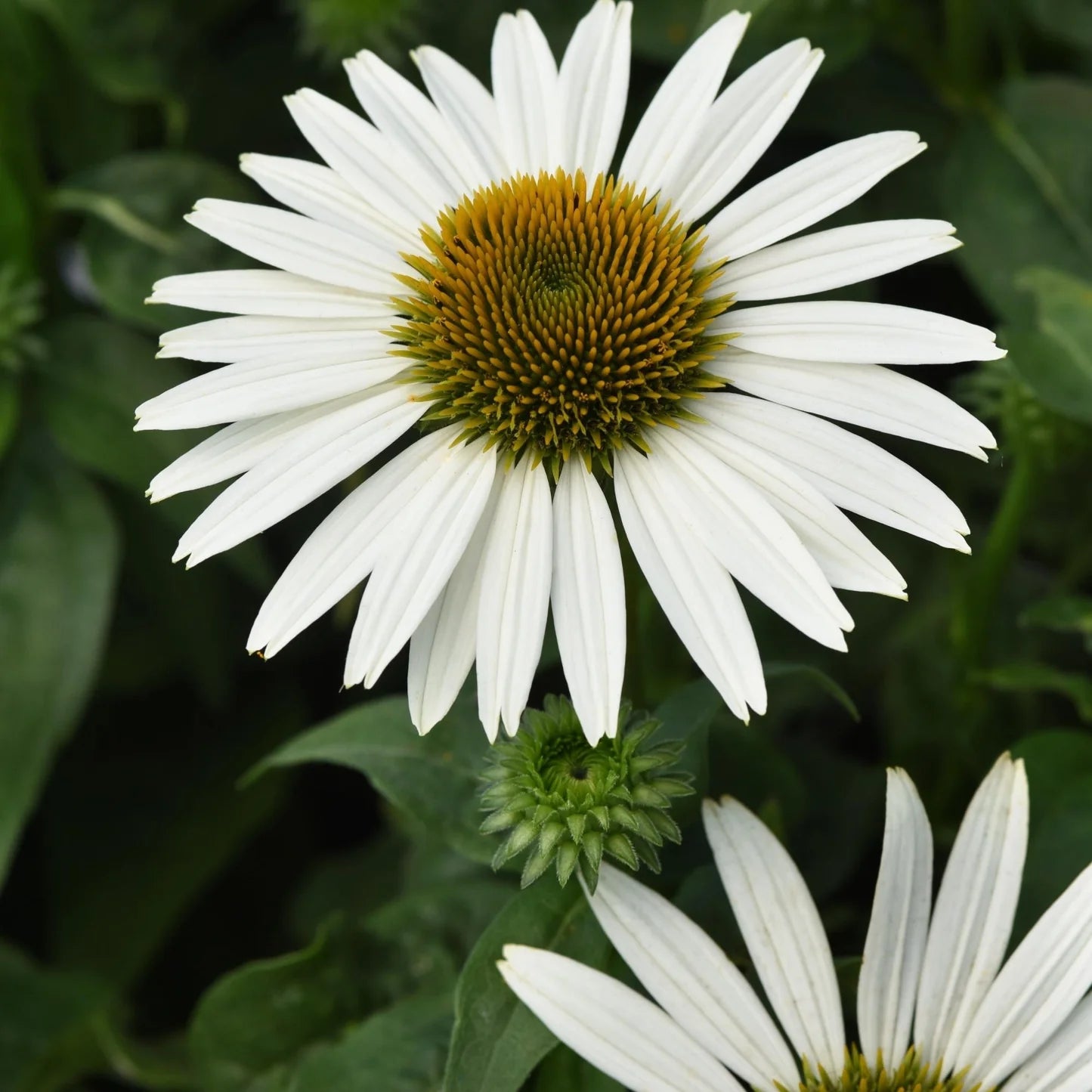 Coneflower Seeds - Compact Prairie Splendor White