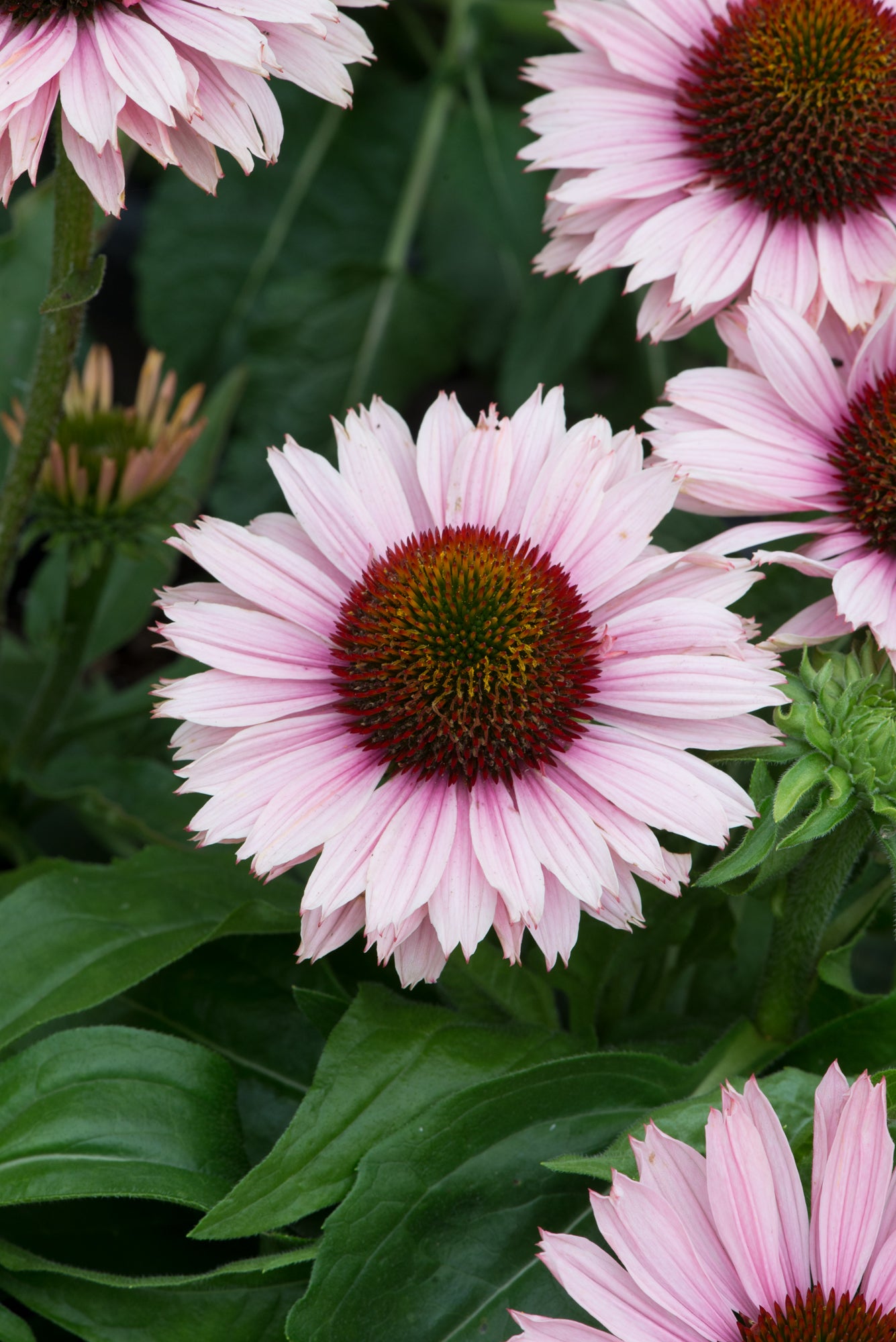 Echinacea Roots - Sunseekers Salmon