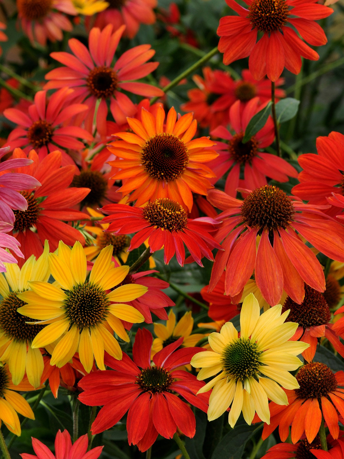 Echinacea Roots - Cheyenne Spirit