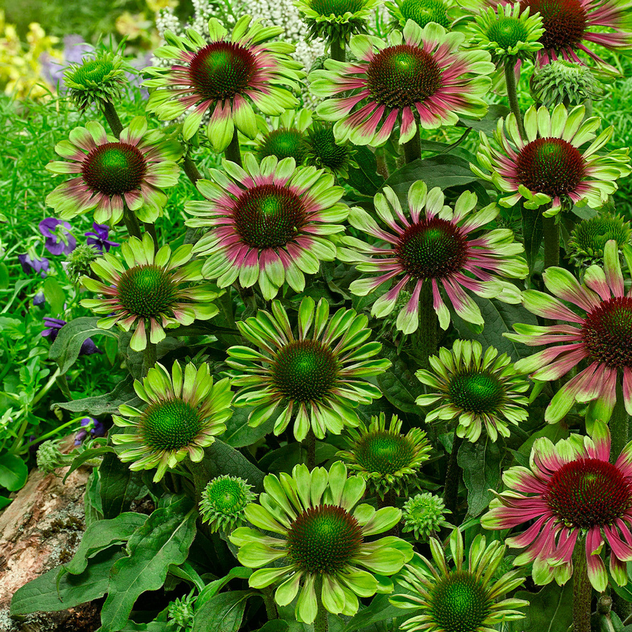 Echinacea Roots - Green Twister