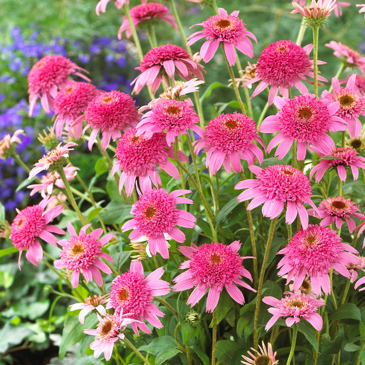 Echinacea Roots - Pink Double Delight