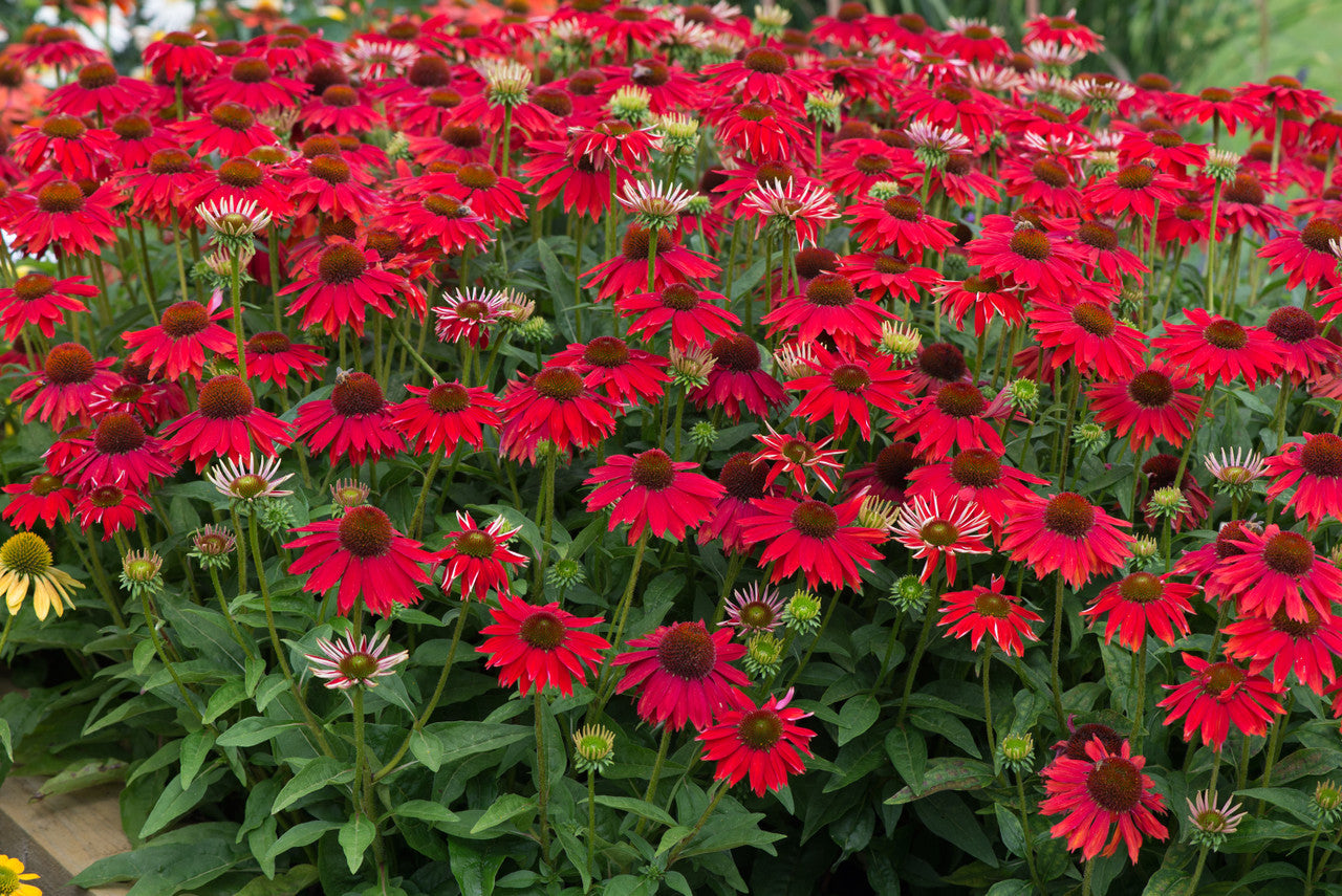 Echinacea Roots - Sombrero Salsa Red