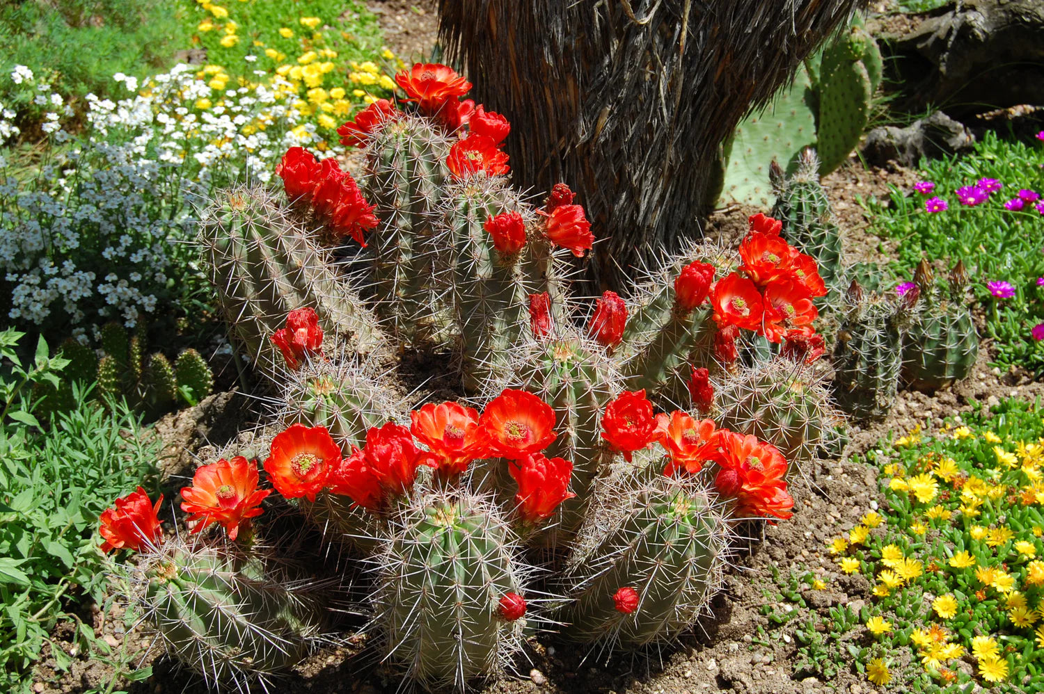 Red Echinocereus Russanthus Cactus Seeds for Planting Rare Succulent Variety, Drought-Tolerant & Hardy