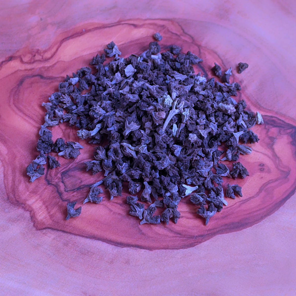 Echium Fastuosum Nattern Seeds