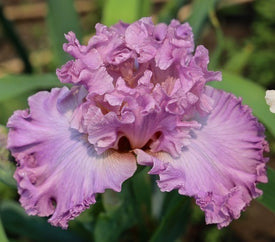 Ecstatic Tall Bearded Iris