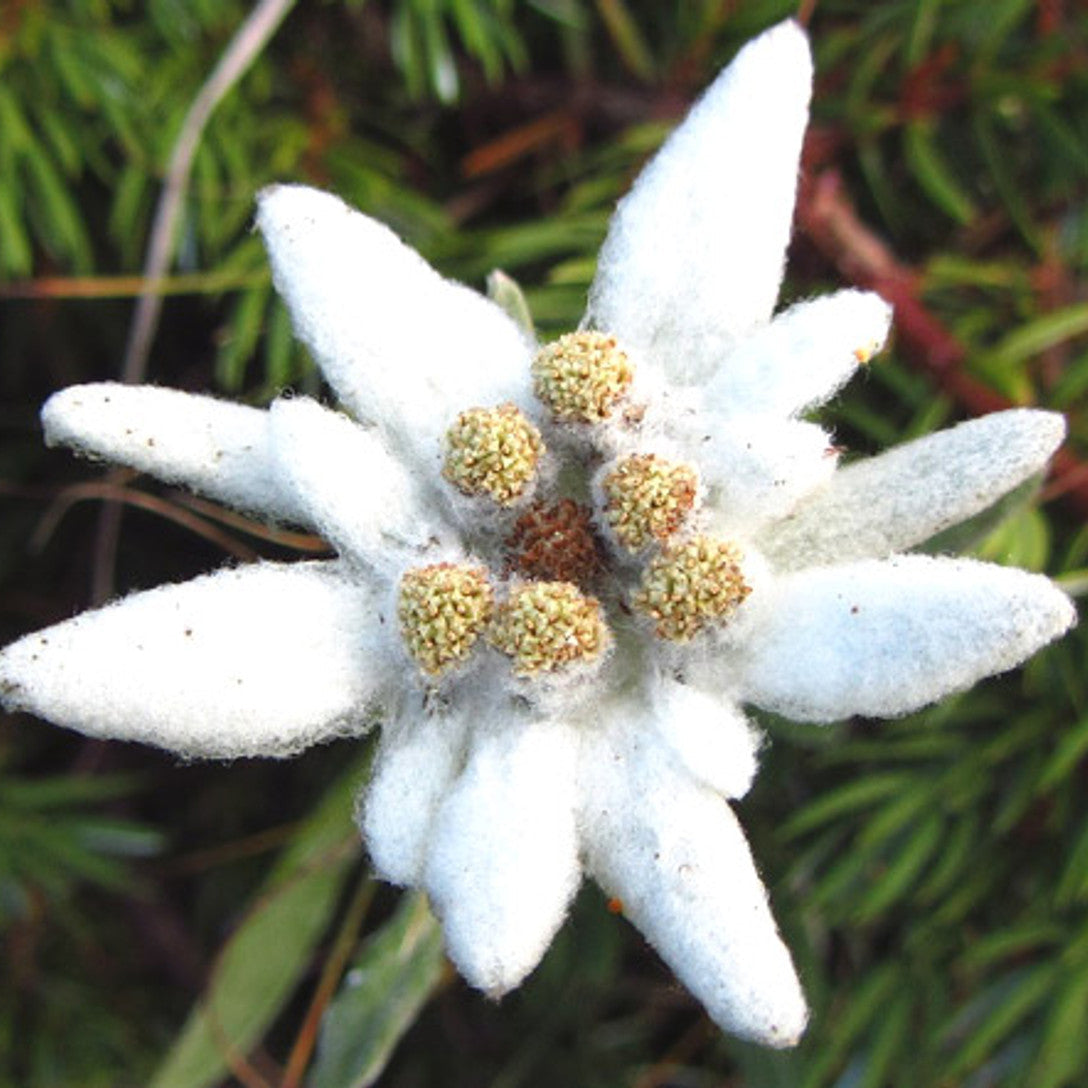 White Leontopodium Flower Seeds for Planting, Fresh, NON GMO Seeds