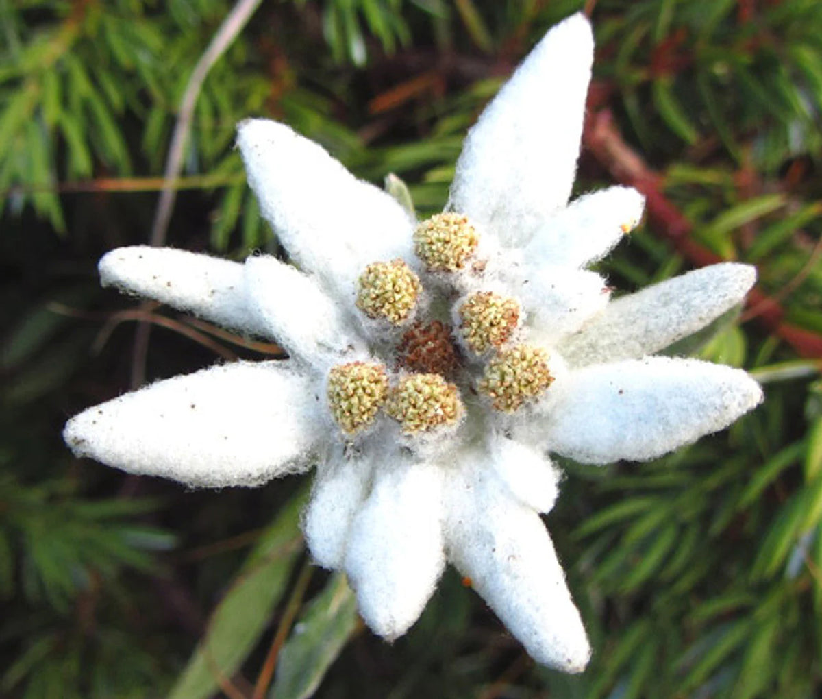 Edelweiss Leontopodium Alpinum Alpine Flowering Seeds For Planting