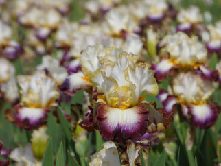 Edge of Heaven Tall Bearded Iris