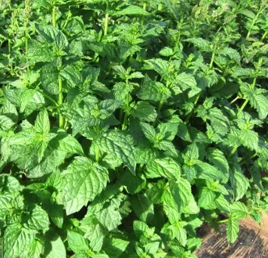 Edible Aromatic, Ornamental Mentha Arvensis Flower For Sowing heirloom non-gmo organic garden seeds