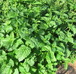 Edible Aromatic, Ornamental Mentha Arvensis Flower For Sowing heirloom non-gmo organic garden seeds