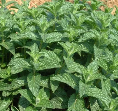 Edible Aromatic, Ornamental Mentha Arvensis Flower For Sowing – Heirloom, Non-GMO, High Germination Organic Garden Seeds