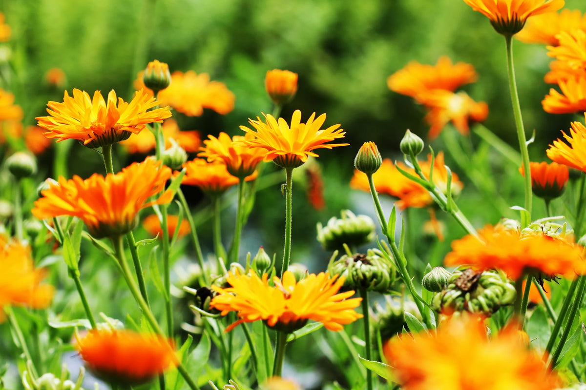 Harvested edible Calendula petals - herbal medicine plant and tea ingredient.