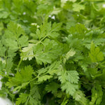 Close-up of edible Chervil leaves for culinary use