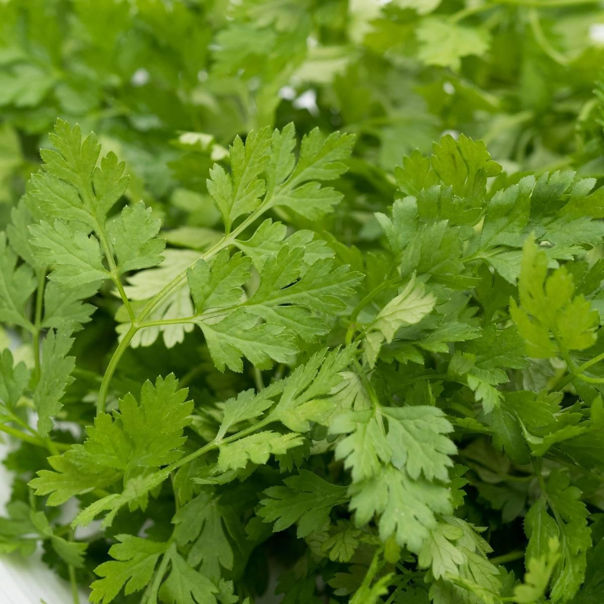 Close-up of edible Chervil leaves for culinary use