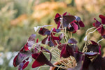 Close-up of edible Red Wood Sorrel Oxalis Triangularis leaves