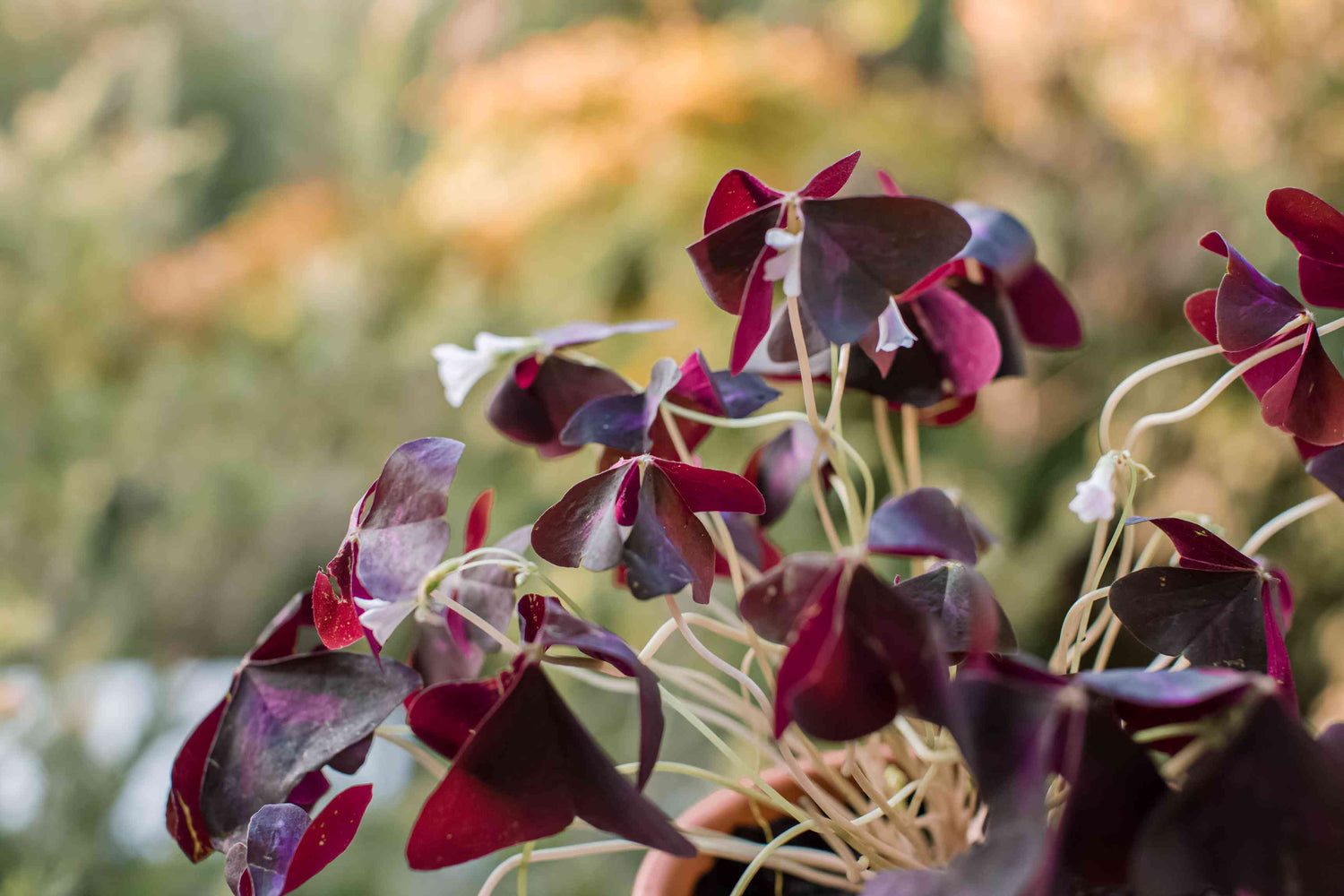 Close-up of edible Red Wood Sorrel Oxalis Triangularis leaves