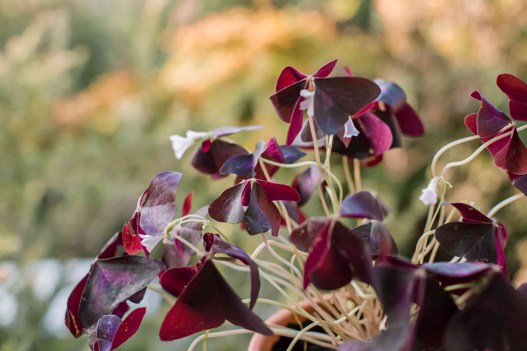 Close-up of edible Red Wood Sorrel Oxalis Triangularis leaves
