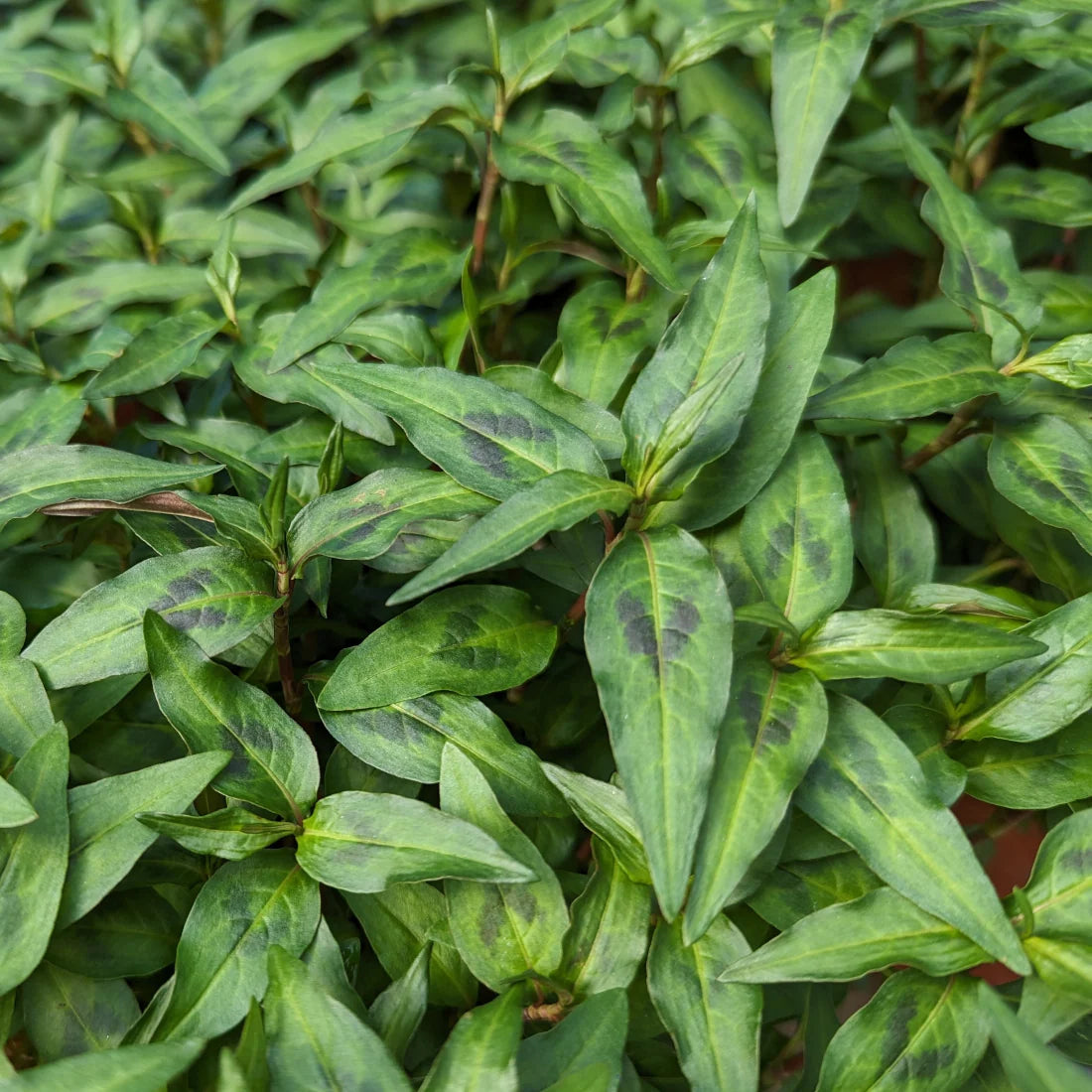 Close-up of edible Vietnamese Mint leaves for Asian cuisine