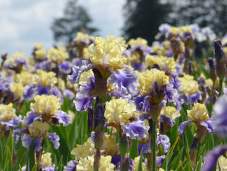 Edith Wolford Tall Bearded Iris