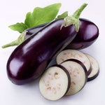 Zora Eggplant Solanum melongena for planting in home garden