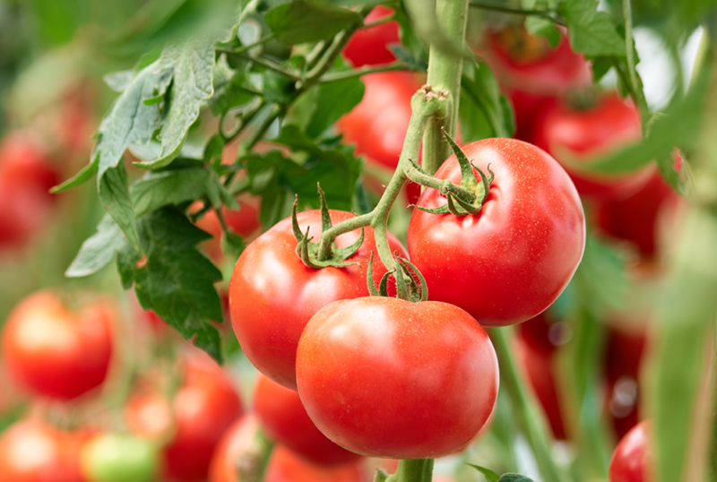 lush tomato plants with abundant large fruit clusters
