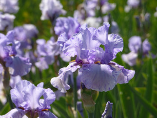 Elainealope Tall Bearded Iris