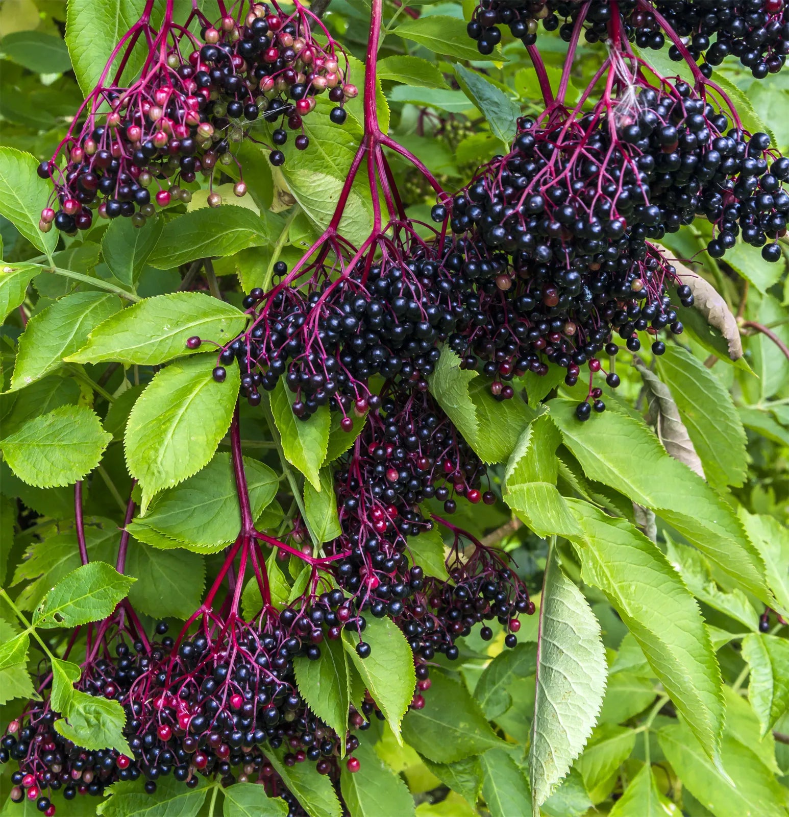 Ripe dark purple Elderberry berries cluster ready for harvest in the orchard
